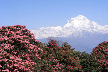 Ghorepani Trek  