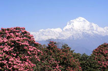 Ghorepani Trekking