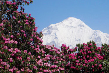 Ghorepani with Poon Hill