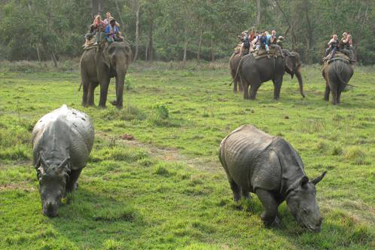 Jungle Safari in Nepal