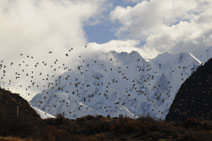 Langtang  Trekking